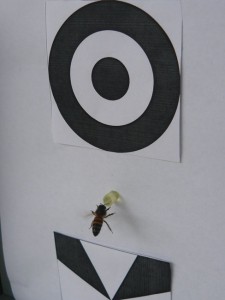 Imagen en la que se ve a una abeja eligiendo un estímulo con dos figuras que satisfacían al doble concepto: arriba/abajo (una encima de la otra), y además ‘diferencia’ (una diferente de la otra). En el medio del estimulo una pequeña canula dispensaba solución azucarada como recompensa. Créditos: Gentileza del Dr. Martín Giurfa