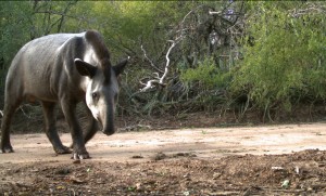 Tapir (Tapirus terrestris) in dry chaco forest from La Fidelidad Argentina