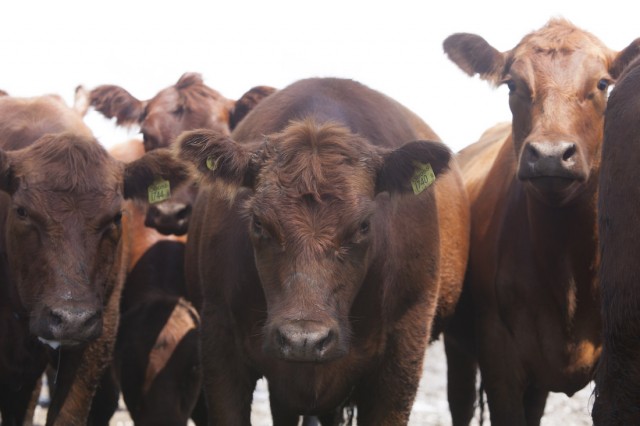 Ranchos, Provincia de Buenos Aires. Vacas con caravanas en un campo del Partido de General Paz.