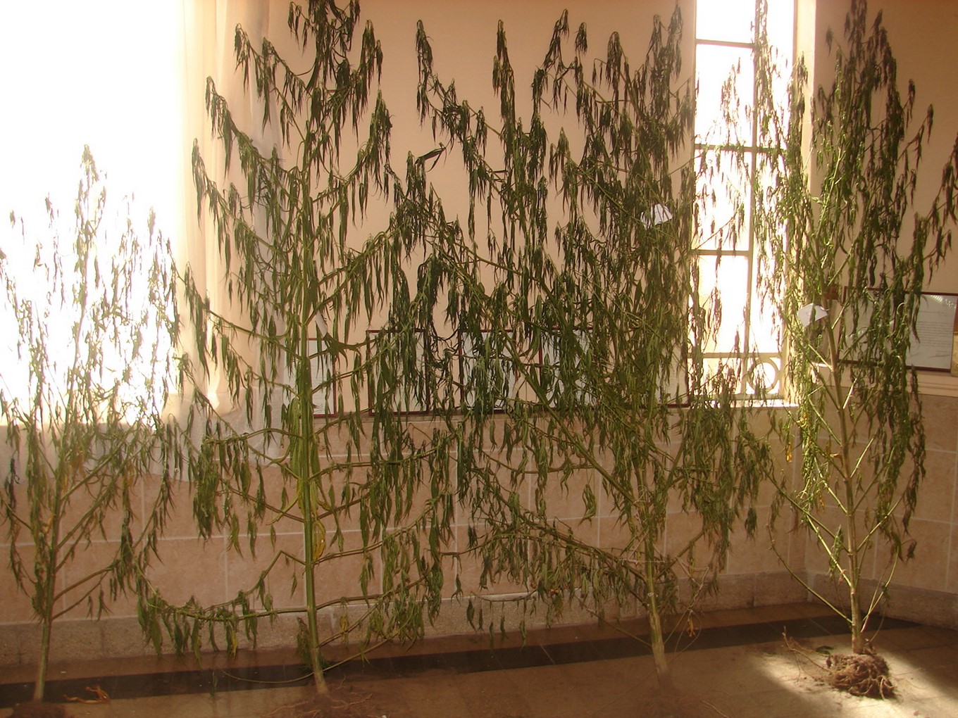 Hallan 6 plantas de marihuana en la ciudad