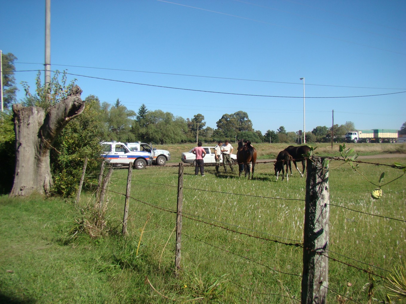 Animales sueltos: vecinos solidarios y la Policía evitaron mayores problemas