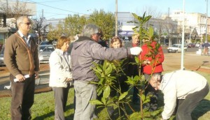 plantacion leonas