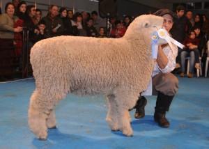 Gran Campeon Hembra Romney Marsh Lote 2079 de Giuliodoro Heriberto