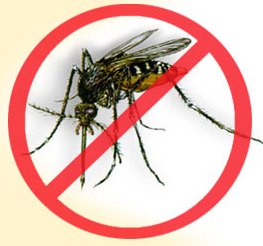 dengue