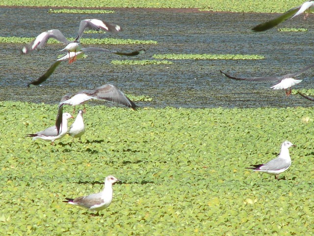 En tres semanas llegaría la máquina para limpiar el Lago