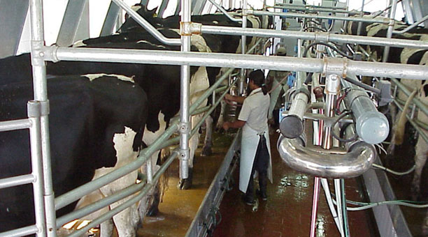 La-empresa-Mastellone-anuncio-una-rebaja-en-el-precio-al-tambero