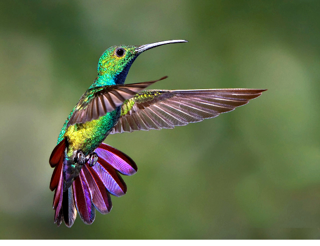 “COLIBRÍ: CHISPA PREGONERA de Vida Nueva”