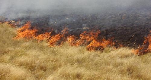 Incendio de pastos en Ruta 65