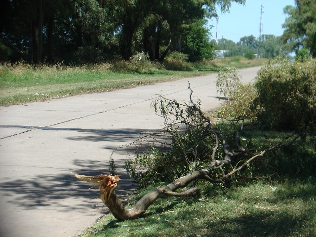 ARBOL-AGUSTINALVAREZ