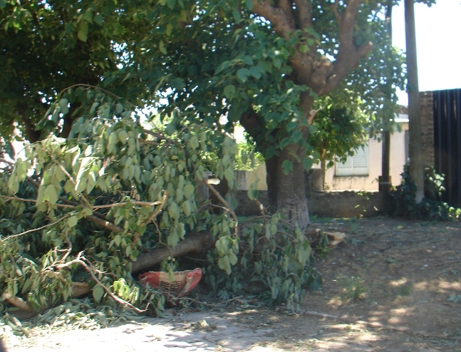 ARBOL-LEVALLEYGARMENDIA