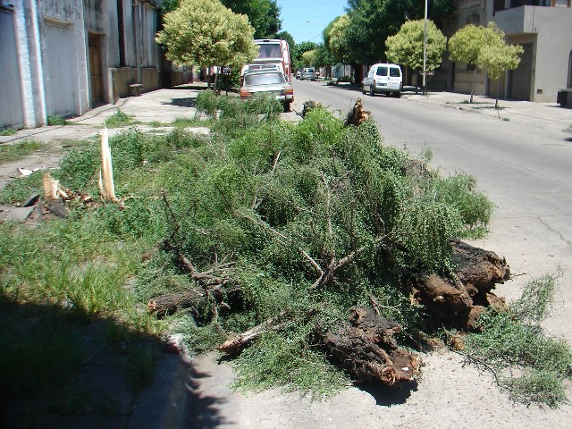 ARBOL-LIBERTADYALSINA