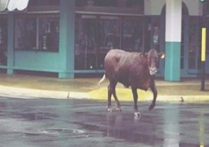 Junín: una vaca suelta embistió a una mujer