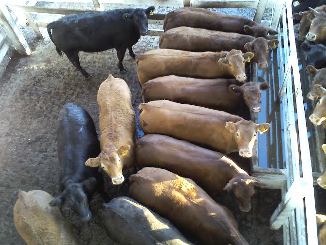 La Sociedad Rural culpó a los comerciantes por el precio de la carne