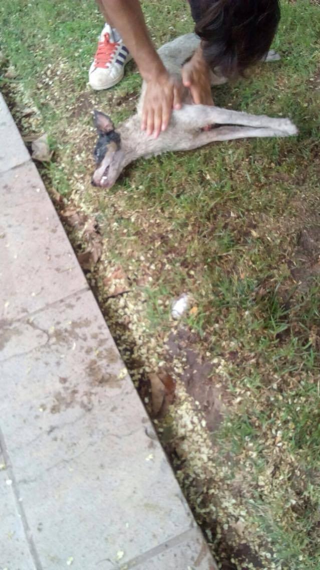 Preocupación y alerta por envenenamiento de perros