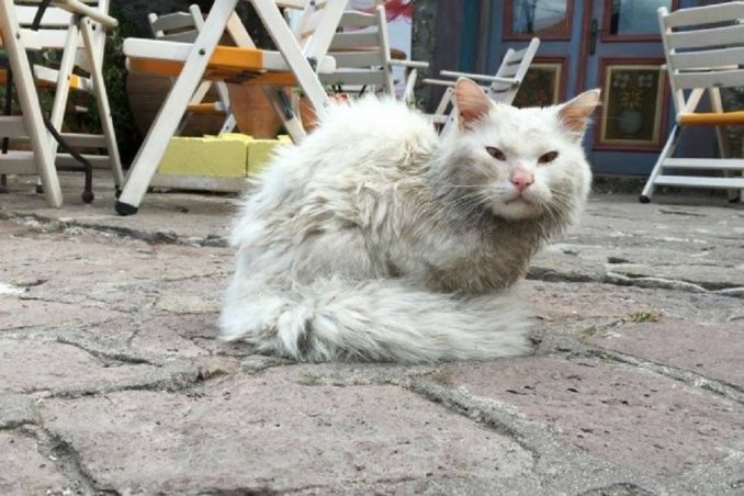 Este gato encontró a su familia después de 4 meses y 4.000 kilómetros