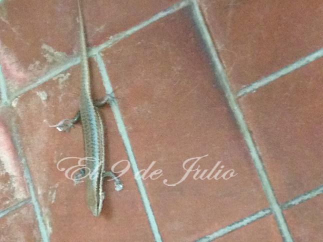 Después de la lluvia tuvimos visitas