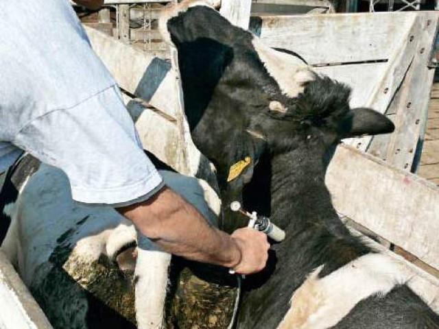 Chivilcoy: curso para desempeñarse como vacunador acreditado contra la fiebre aftosa y brucelosis