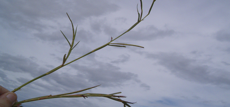 Identifican leguminosas adaptables a campos inundados