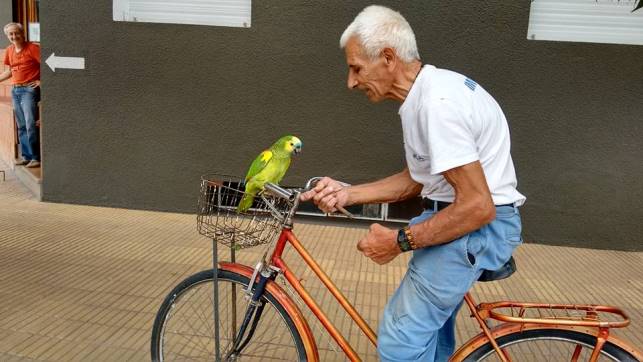 Busquemos al loro Pepe!