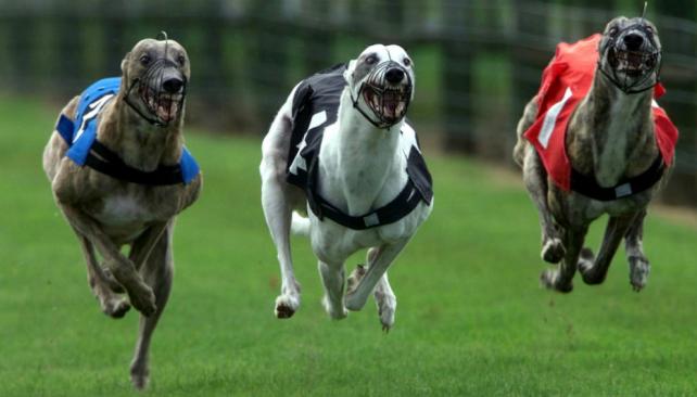 Notifican a patrullas rurales bonaerenses para que actúen ante denuncias de carreras de galgos