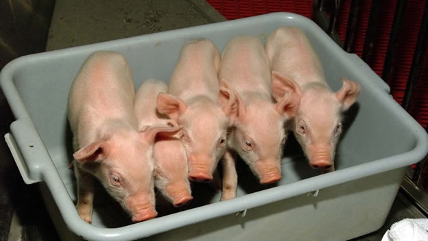 cerdos-clonados-clon-clonacion