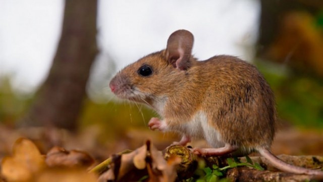 hantavirus