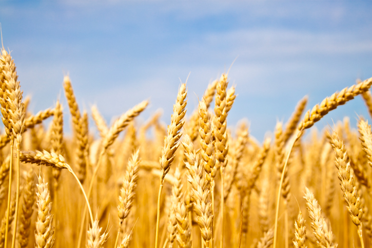 wheat field