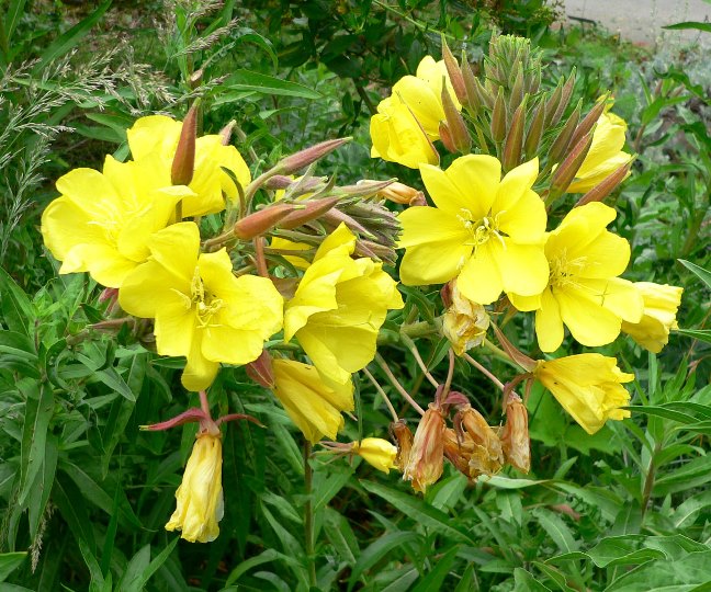 Oenothera