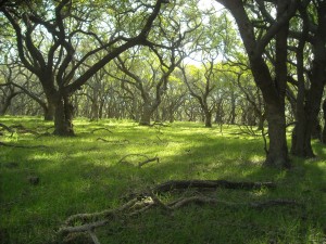 bosque de talas en el partidp de Mar Chiquita