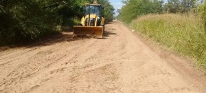 Acacia negra avanzando sobre un camino