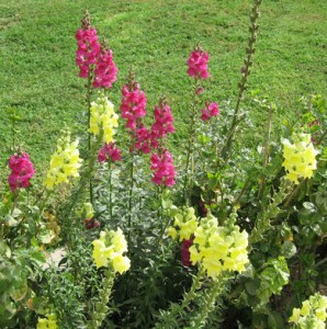 Conejitos_Antirrhinum-majus-298x300