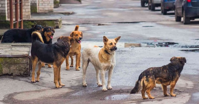 perros callejeros