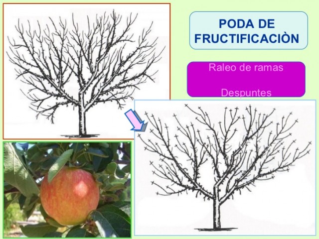 poda-manzana-25-728