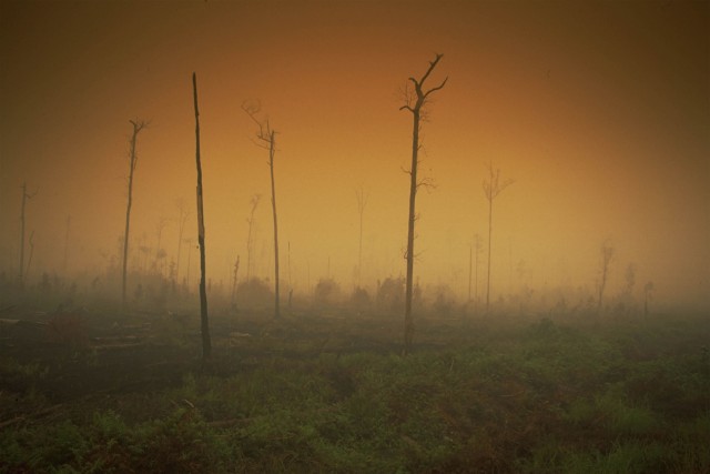 Rainforest on fire due to climate change effects from El Nino. Jambi Province, Sumatra, Indonesia