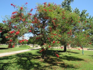 CEIBO-PLAZABELGRANO