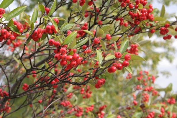 Choke-Berries rojo