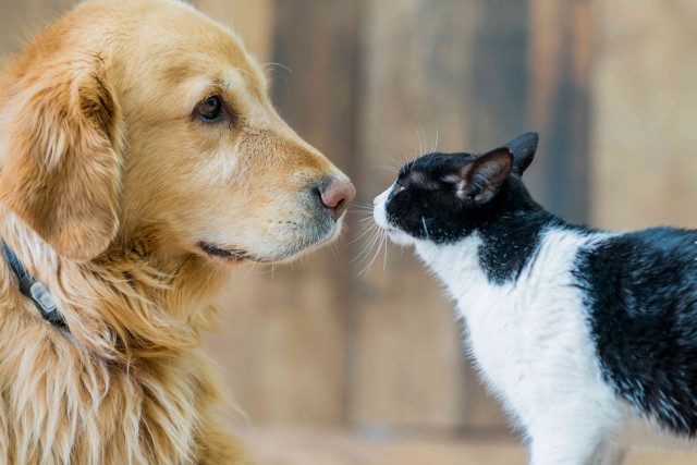 A golden labrador and a black and white kitten play together on a hardwood floor. The cat sniffs the dog's nose.