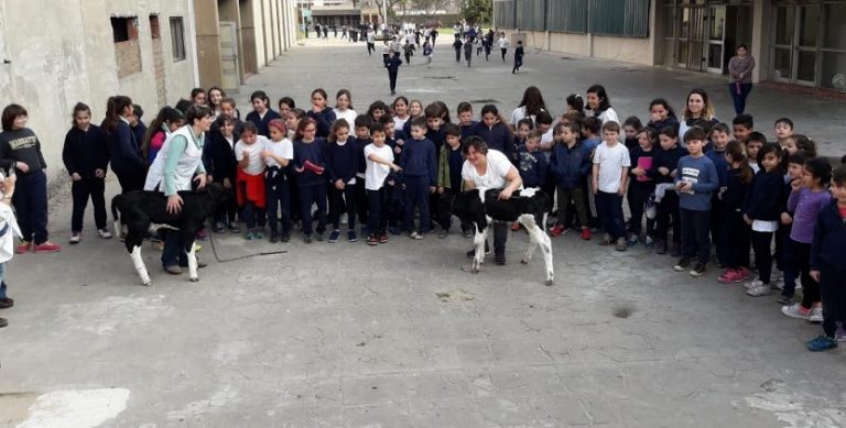 Ocho escuelas del Nivel Primario participan del Concurso Crianza del Ternero