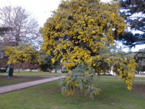 aromos2019-2