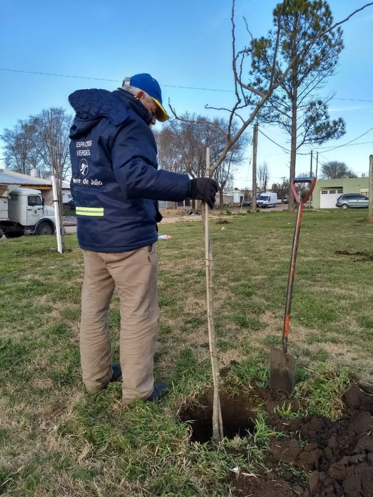En el Día del Arbol: acciones y conmemoración