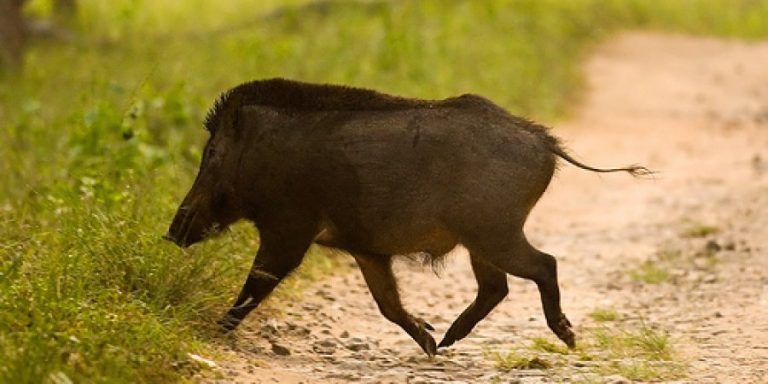 Preocupación en el campo por la presencia de jabalíes en el centro de la provincia