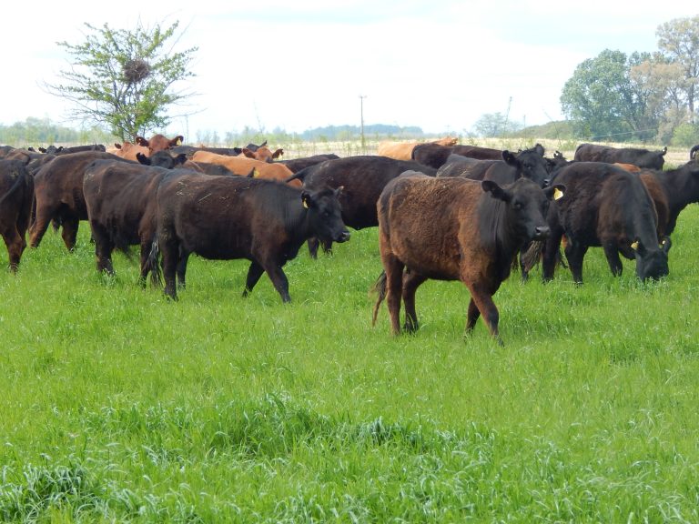 La Exposición Rural de 9 de Julio abre con una charla sobre ganadería