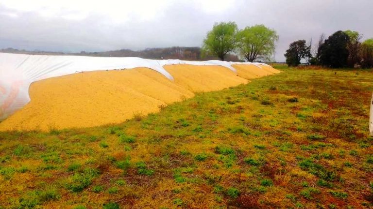 Dañan tres silos bolsa que estaban a la vera de la Ruta 5