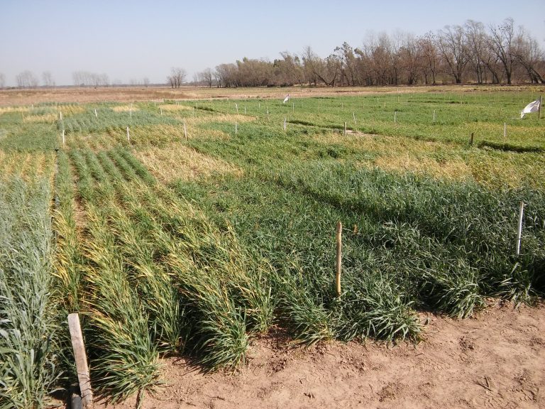 Heladas y falta de agua afectan a más de 800.000 hectáreas de trigo