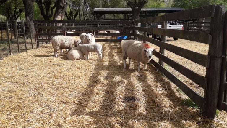 La Expo Rural abrió su tranquera