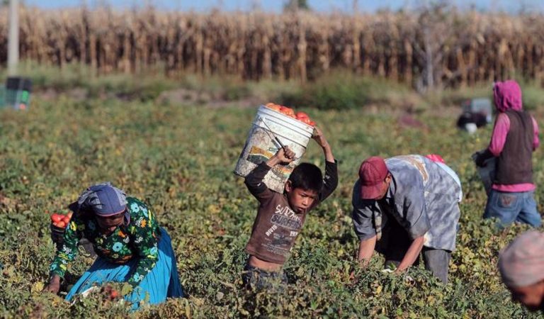 Buscan erradicar el trabajo infantil rural que afecta a unos 300.000 menores