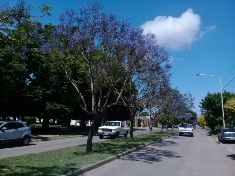 Los Jacarandáes
