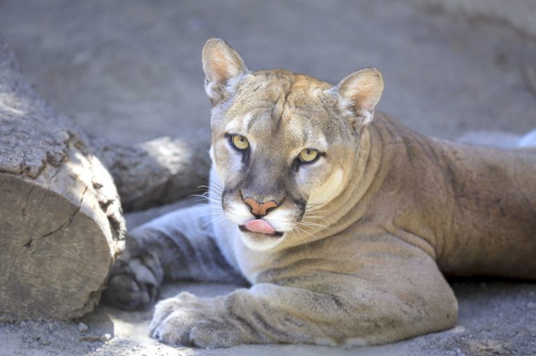 En alerta: 28 pumas fueron avistados en la provincia desde 2018