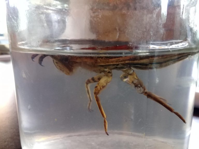 Insecto acuático de gran tamaño