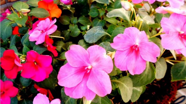 «Alegrias del hogar»